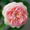 Rosier David Austin Gentle Hermione 2 Rosier David Austin Gentle Hermione -Fleurs & Plantes Soldes Boutique Rosier anglais Gentle Hermione 66538 1