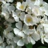 Rosier Arbustif White Magic -Fleurs & Plantes Soldes Boutique Rosier arbustif White Magic IF 18663 1