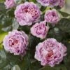 Rosier Buisson Eisvogel -Fleurs & Plantes Soldes Boutique Rosier buisson Eisvogel source Verchuren 15400 1