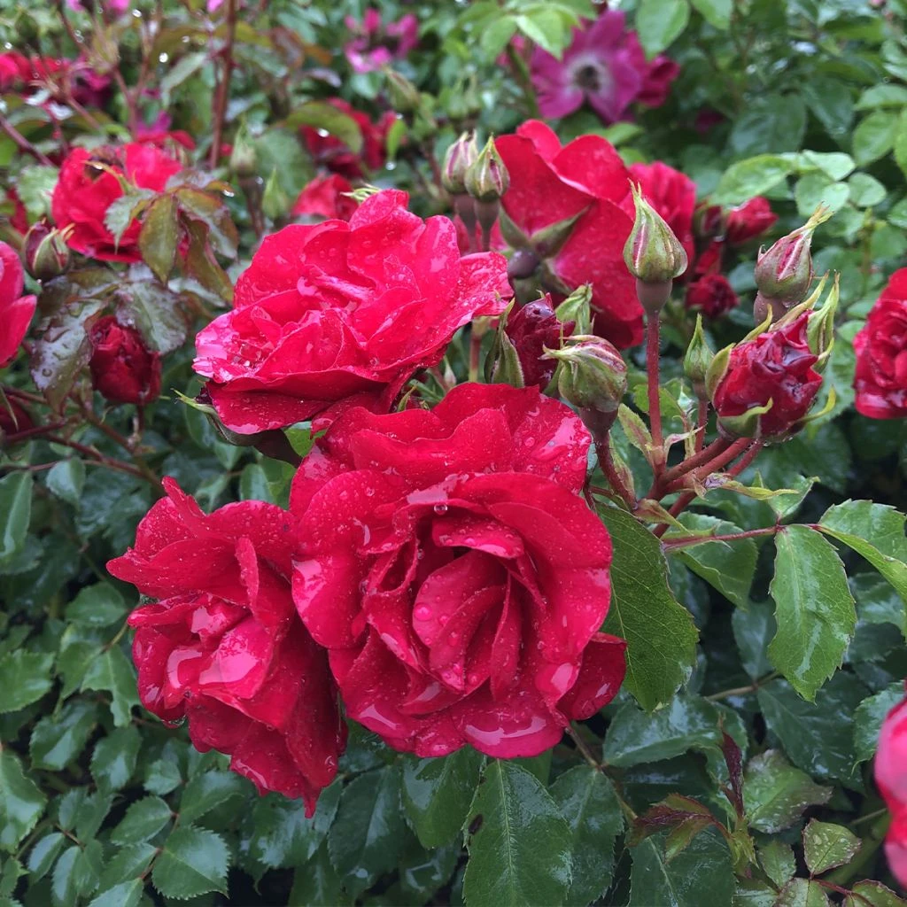 Rosier Couvre-sol Rigo Rotilia 3 Rosier Couvre-sol Rigo Rotilia