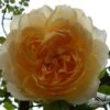 Rosier Grimpant Ginger Syllabub 1 Rosier Grimpant Ginger Syllabub -Fleurs & Plantes Soldes Boutique Rosier grimpant Ginger Syllabub 82281 1