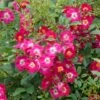 Rosier Grimpant Libertas 1 Rosier Grimpant Libertas -Fleurs & Plantes Soldes Boutique Rosier grimpant Libertas 855092 1