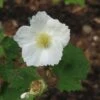Rubus Tridel Benenden - Ronce D'ornement. -Fleurs & Plantes Soldes Boutique Rubus Benenden 84295 1
