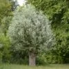 Salix Alba Liempde - Saule Blanc, Argenté