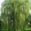 Saule Pleureur - Salix Alba Tristis -Fleurs & Plantes Soldes Boutique Salix alba Tristis 781532 1