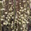 Salix Caprea Kilmarnock - Saule Marsault Pleureur. 2 Salix Caprea Kilmarnock - Saule Marsault Pleureur. -Fleurs & Plantes Soldes Boutique Salix caprea Kilmarnock 84299 1
