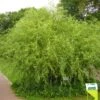 Salix Erythroflexuosa - Saule Tortueux -Fleurs & Plantes Soldes Boutique Salix erythroflexuosa 84301 1