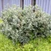 Salix Lanata - Saule Laineux 2 Salix Lanata - Saule Laineux -Fleurs & Plantes Soldes Boutique Salix lanata 84305 1