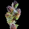 Salix Subopposita - Saule Nain -Fleurs & Plantes Soldes Boutique Salix subopposita 84311 1