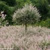 Saule Crevette - Salix Integra Flamingo 2 Saule Crevette - Salix Integra Flamingo -Fleurs & Plantes Soldes Boutique Salix integra Flamingo copyright Plantipp D.Slingerland 1002092 P