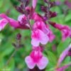 Sauge Arbustive Icing Sugar - Salvia Greggii -Fleurs & Plantes Soldes Boutique Salvia greggii Icing Sugar 79018 1