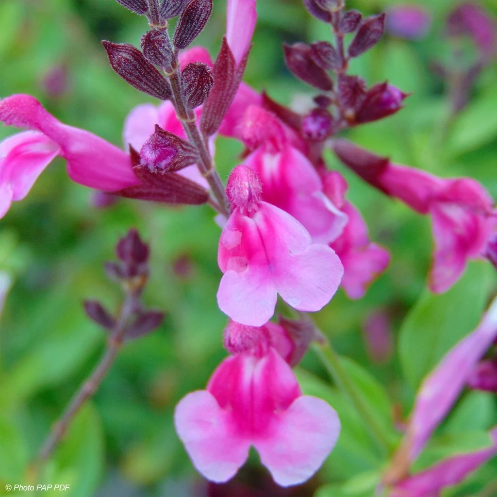 Sauge Arbustive Icing Sugar - Salvia Greggii 3 Sauge Arbustive Icing Sugar - Salvia Greggii