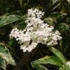 Sureau Noir - Sambucus Nigra Madonna 1 Sureau Noir - Sambucus Nigra Madonna -Fleurs & Plantes Soldes Boutique Sambucus nigra Madonna 7969 1