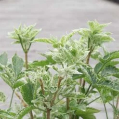 Sureau Noir - Sambucus Nigra Pulverulenta