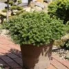 Sapin De Corée Nain - Abies Koreana Green Carpet 1 Sapin De Corée Nain - Abies Koreana Green Carpet -Fleurs & Plantes Soldes Boutique Sapin de Coree nain Abies koreana Green Carpet IF 19050 1