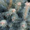 Sapin Subalpin - Abies Lasiocarpa Compacta -Fleurs & Plantes Soldes Boutique Sapin subalpin Abies lasiocarpa Compacta IF 19054 1