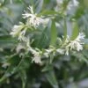 Sarcococca Dragon's Gate 1 Sarcococca Dragon's Gate -Fleurs & Plantes Soldes Boutique Sarcococca Dragon s gate 85753 1