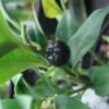 Sarcococca Confusa -Fleurs & Plantes Soldes Boutique Sarcococca confusa 7964 1