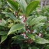 Sarcococca Orientalis - Sarcocoque D'Orient -Fleurs & Plantes Soldes Boutique Sarcococca orientalis 82225 1