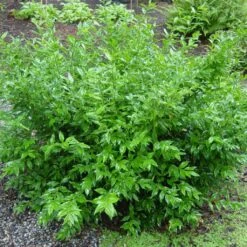 Sarcococca Ruscifolia - Sarcocoque à Feuilles De Ruscus