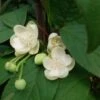 Schisandra Grandiflora -Fleurs & Plantes Soldes Boutique Schisandra grandiflora 0601002 1