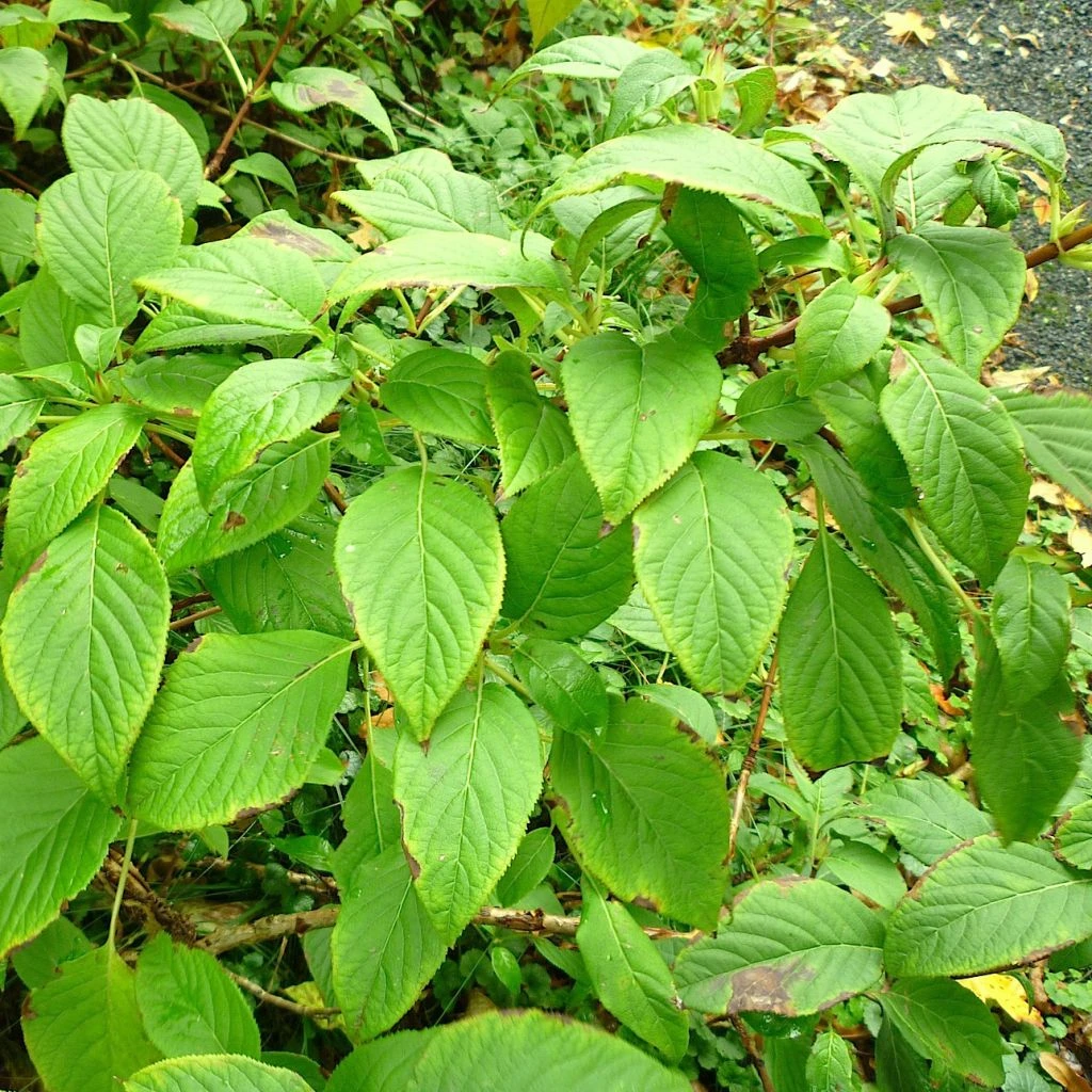 Schizophragma Corylifolium 3 Schizophragma Corylifolium