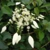 Schizophragma Hydrangeoides Windmills -Fleurs & Plantes Soldes Boutique Schizophragma hydrangeoides Windmills 83534 1