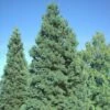 Séquoia Géant - Sequoiadendron Giganteum Glaucum -Fleurs & Plantes Soldes Boutique Sequoiadendron giganteum Glaucum 0762002 1
