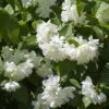 Seringat Minnesota Snowflake - Philadelphus Virginalis -Fleurs & Plantes Soldes Boutique Seringat Minnesota Snowflake Philadelphus virginalis copyright 1007542 2
