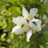 Seringat - Philadelphus Polyanthus Mont Blanc -Fleurs & Plantes Soldes Boutique Seringat Philadelphus polyanthus Mont Blanc V 18306 1