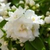 Seringat Blanc - Philadelphus Mrs E.L. Robinson -Fleurs & Plantes Soldes Boutique Seringat blanc Philadelphus Mrs E L Robinson copyright 1007551 1