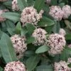 Skimmia Japonica Godrie's Dwarf - Skimmia Du Japon Nain -Fleurs & Plantes Soldes Boutique Skimmia japonica Godrie s Dwarf copyright 873451 1