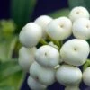 Skimmia Japonica Kew White -Fleurs & Plantes Soldes Boutique Skimmia japonica Kew White 87346 1