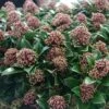 Skimmia Japonica Pink Dwarf -Fleurs & Plantes Soldes Boutique Skimmia japonica Pink Dwarf 100857 1