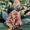 Skimmia Japonica Rubella -Fleurs & Plantes Soldes Boutique Skimmia japonica Rubella copyright 8431711 1