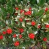 Skimmia Reevesiana
