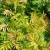 Sorbaria Sorbifolia Matcha Ball -Fleurs & Plantes Soldes Boutique Sorbaria sorbifolia Matcha Ball 1008591 1