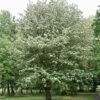 Sorbier, Alisier - Sorbus Intermedia Brouwers -Fleurs & Plantes Soldes Boutique Sorbier Alisier Sorbus intermedia Brouwers 1002161 1