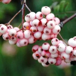 Sorbier - Sorbus Arnoldiana Pink Veil