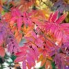 Sorbier Des Oiseleurs - Sorbus Aucuparia Wettra 2 Sorbier Des Oiseleurs - Sorbus Aucuparia Wettra -Fleurs & Plantes Soldes Boutique Sorbier des oiseleurs Sorbus aucuparia Wettra 1002831 1