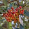 Sorbus Aria - Alisier Blanc -Fleurs & Plantes Soldes Boutique Sorbus aria 89448 1