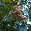 Sorbier Du Cachemire - Sorbus Cashmiriana -Fleurs & Plantes Soldes Boutique Sorbus cashmiriana 781819 1
