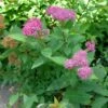 Spirée Japonaise Double Play Artist - Spiraea Japonica 1 Spirée Japonaise Double Play Artist - Spiraea Japonica -Fleurs & Plantes Soldes Boutique Spiraea japonica Double Play Artist 781824 1