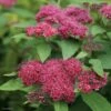 Spirée Japonaise Double Play Red - Spiraea Japonica 1 Spirée Japonaise Double Play Red - Spiraea Japonica -Fleurs & Plantes Soldes Boutique Spiraea japonica Double Play Red 82556 1