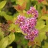 Spirée Japonaise - Spiraea Japonica Pink & Gold -Fleurs & Plantes Soldes Boutique Spiraea japonica spiree Pink and Gold copyright 1008631 1