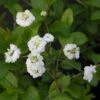 Spiraea Prunifolia Plena - Spirée Blanche -Fleurs & Plantes Soldes Boutique Spiraea prunifolia Plena 86225 1