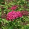 Spirée Japonaise - Spiraea Japonica Neon Flash -Fleurs & Plantes Soldes Boutique Spiree Spiraea japonica Neon Flash copyright 1008621 1