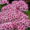 Spirée Japonaise Sparkling Champagne - Spiraea Japonica 1 Spirée Japonaise Sparkling Champagne - Spiraea Japonica -Fleurs & Plantes Soldes Boutique Spiree japonaise Sparkling Champagne 84329 2
