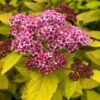 Spirée Japonaise - Spiraea Japonica Double Play Big Bang -Fleurs & Plantes Soldes Boutique Spiree japonaise spiraea japonica double play big bang copyright 1008611 1