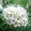 Spirée Japonaise Albiflora - Spiraea Japonica -Fleurs & Plantes Soldes Boutique Spiree japonica albiflora 7879 1